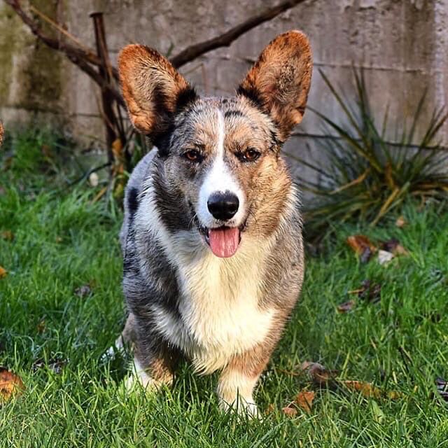 SEVASTOPOLSKIY VALS LOLITA | Cardigan Welsh Corgi 