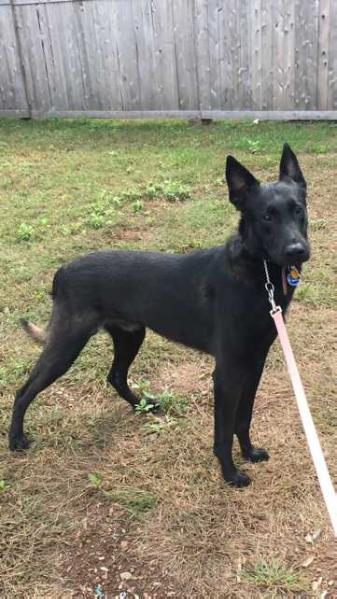 Twinpath Game Changer | Dutch Shepherd 