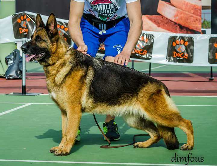 LEXI OF HOUSE TYLLIROS | German Shepherd Dog 