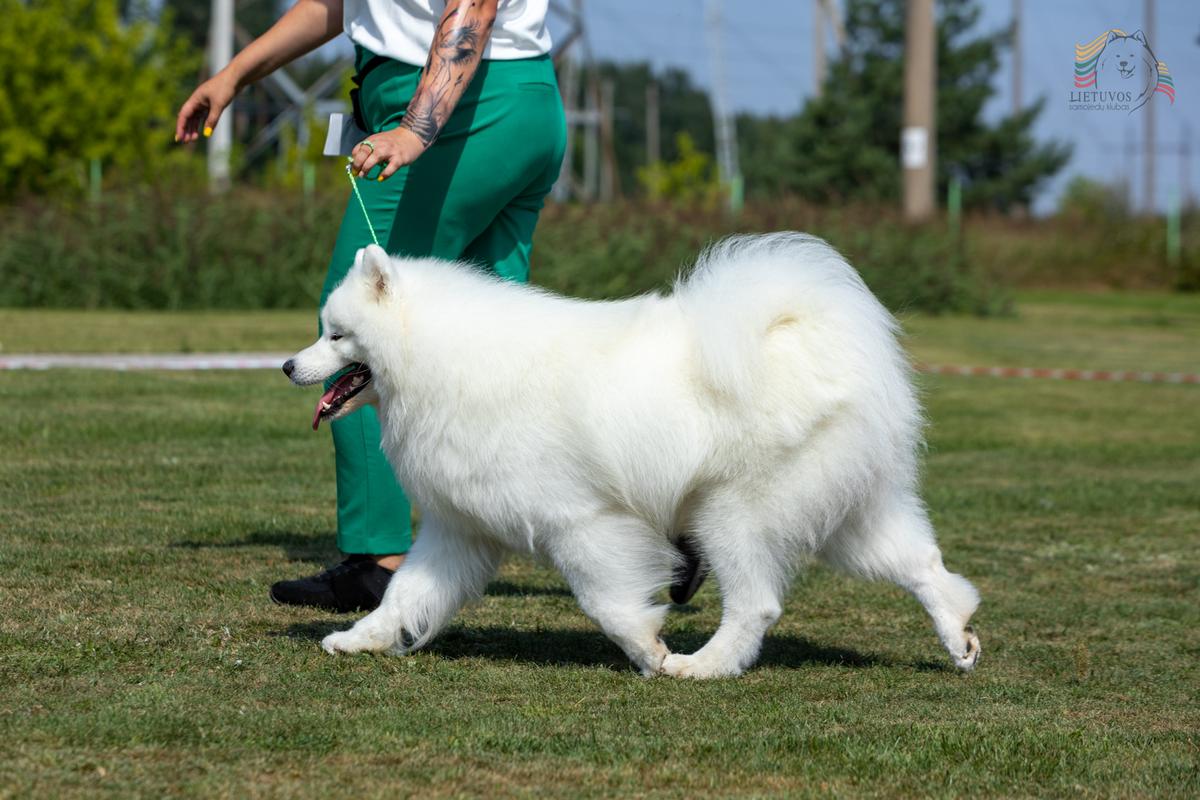 PENKTAS ELEMENTAS JUICY KIWI | Samoyed 