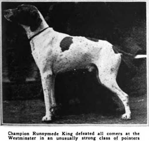 Runnymede King (~1918) | Pointer 