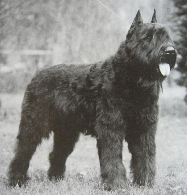 Centauri's Gambit | Bouvier des Flandres 