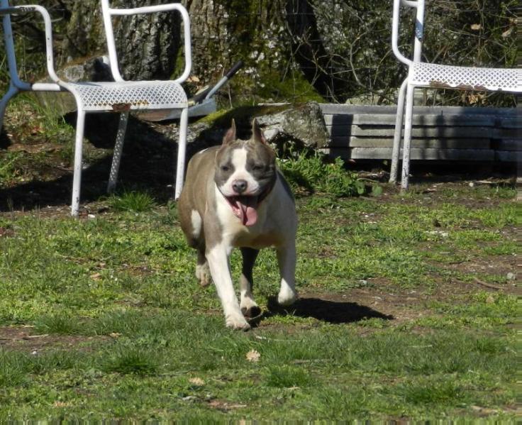 Real Am Staf Sierra X-Duff | American Staffordshire Terrier 
