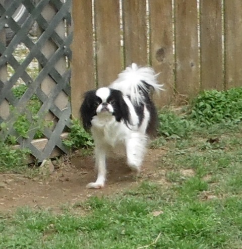 Everette's Miss Kitty | Japanese Chin 