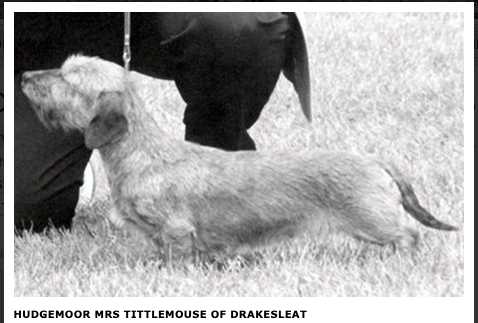 Hudgemoor Mrs Tittlemouse Of Drakesleat | Dachshund 