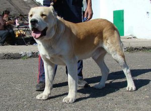 Erhan | Central Asian Shepherd Dog 
