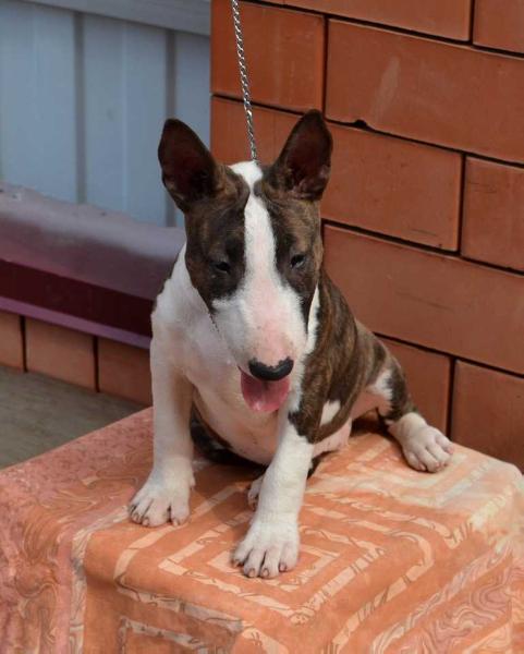 ZHBANOF EZHEVIKA | Miniature Bull Terrier 