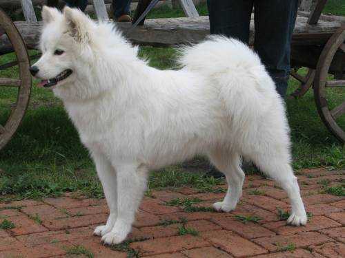 Beloe Chudo Prima Rosa | Samoyed 