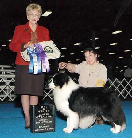 Sporting Field  Call Forth Borderfame | Border Collie 