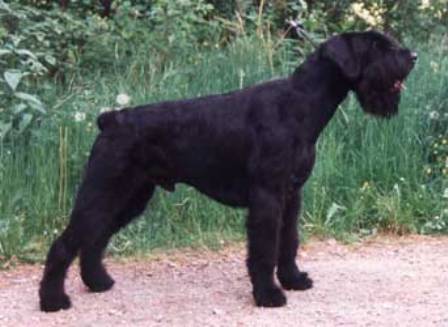 Varus vom Bartenwetzer | Giant Schnauzer 