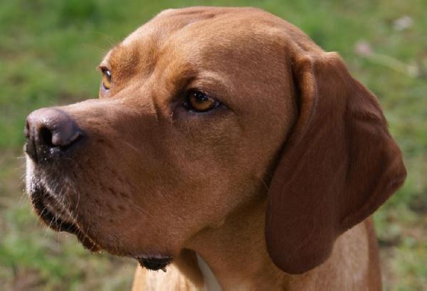 Eva du Puy du Thelle | Portuguese Pointer 