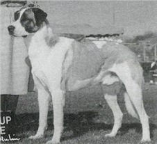 Sakarya's Sahmerdan II | Anatolian Shepherd Dog 