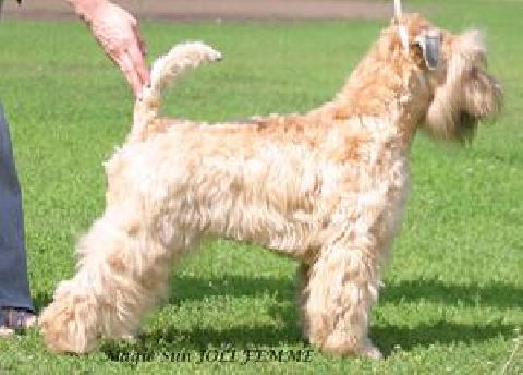 Magic Sun Jolie Femme | Soft Coated Wheaten Terrier 