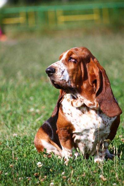 LILY CROWN AURIKA | Basset Hound 