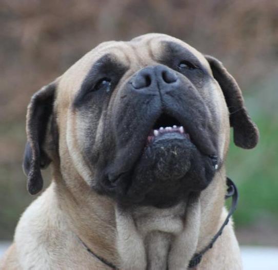 Atina | Bullmastiff 