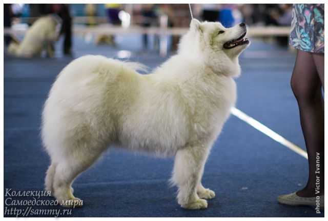 Lilo Kaplya Rosyi | Samoyed 