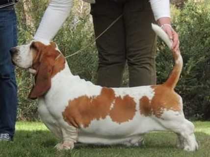 Lord Byron della Terra Dei Templari | Basset Hound 