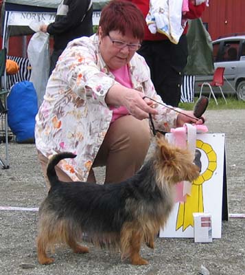 Tanamier`s Cleopatra | Australian Terrier 