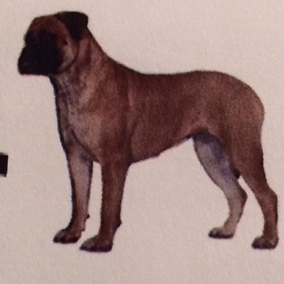 Knatchbull's Montana Sanrose | Bullmastiff 