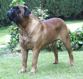 Navigator Of Murbisa | Bullmastiff 