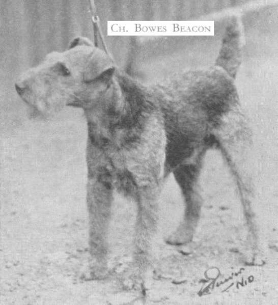 Bowes Beacon | Lakeland Terrier 
