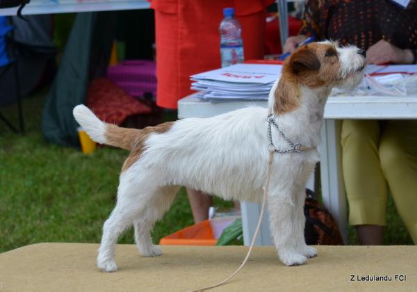 Joko Z Lasu Gdanskiego | Jack Russell Terrier 