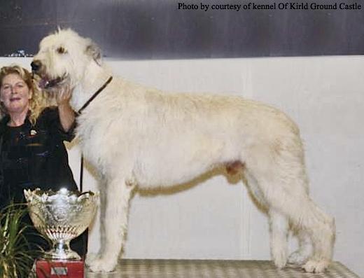 Bexter Vom Arsbecker Hof | Irish Wolfhound 