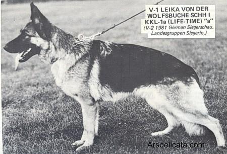 Leika von der Wolfsbuche | German Shepherd Dog 