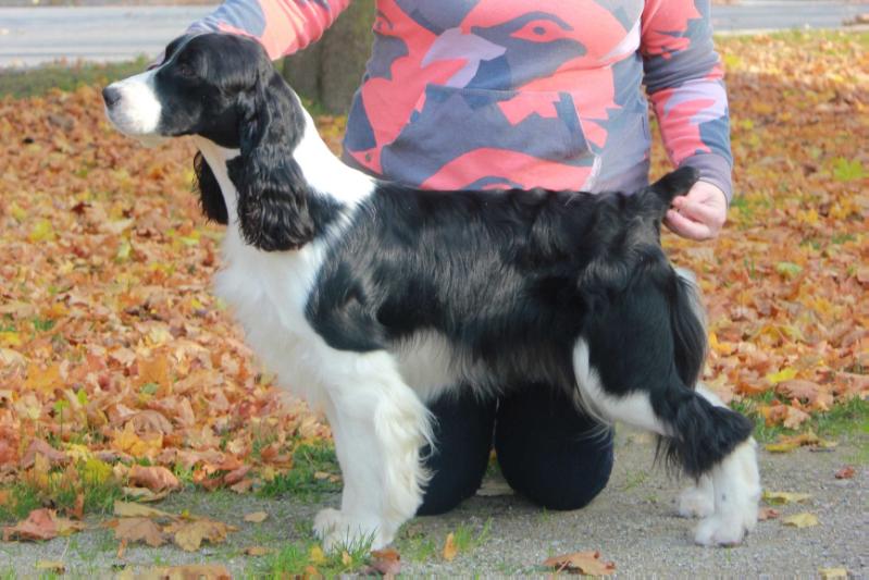 Trojh n Pawmarc Buy a Girl a Drink | English Springer Spaniel 