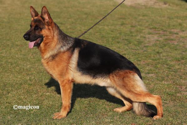 Jack vd Luisenthal | German Shepherd Dog 