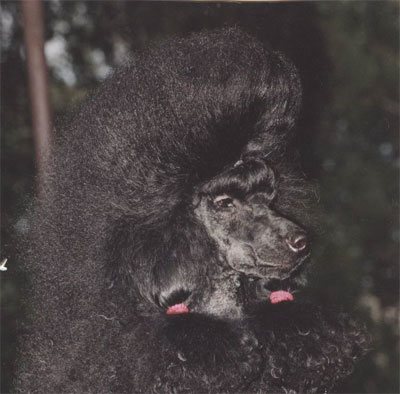 Gadkiy Utenok Iz Doma Tajur | Poodle 