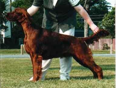 Highfeather Red N Rambunctious | Irish Setter 