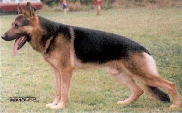 Asko vom Joufne Keyleff | German Shepherd Dog 