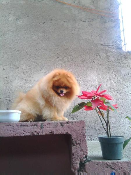 Von Kar (Aranda) | Pomeranian 