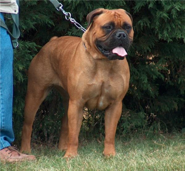 albion des jardins d'atlantis | Bullmastiff 