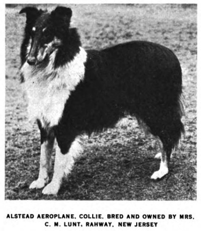 Alstead Aeroplane | Rough Collie 