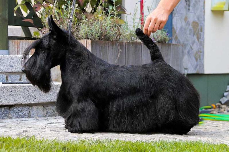 NO COMMENTS Tecono | Scottish Terrier 