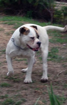 RANGA BULLDOG OTK ARKANZAS | American Bulldog 