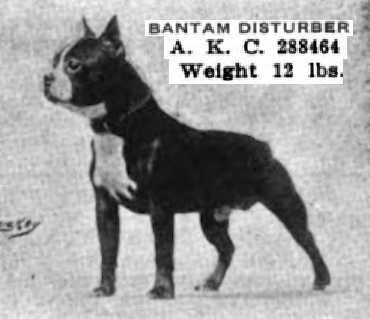 Bantam Disturber 288464 vXXXVII | Boston Terrier 