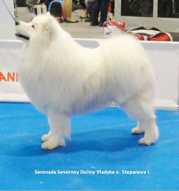 Serenada Severnoi Doliny Vladyka | Samoyed 