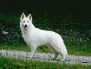 Crazy-Charlie von Grandy | White Swiss Shepherd Dog 