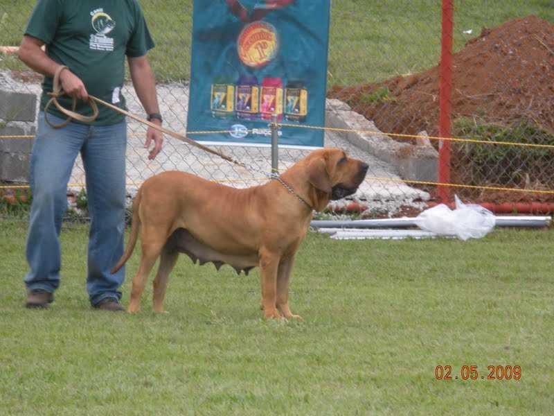 Garoa da Chacara Tres Irmaos | Fila Brasileiro 