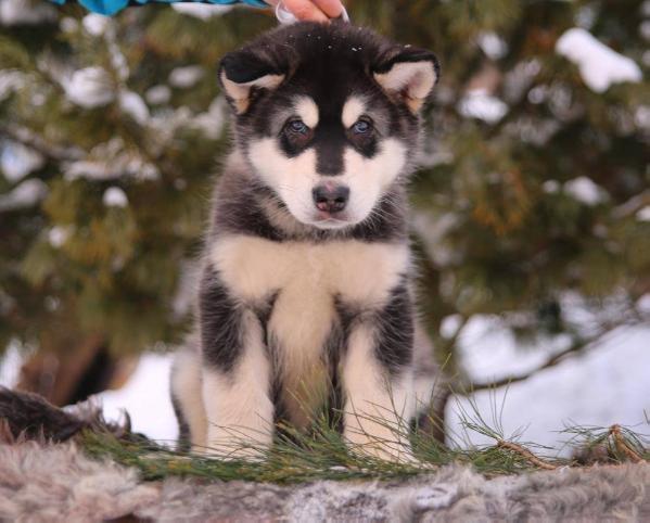 Almaz iz Berezovogo Kraya Bjarki | Alaskan Malamute 