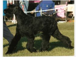 Skansen's John Adams | Giant Schnauzer 