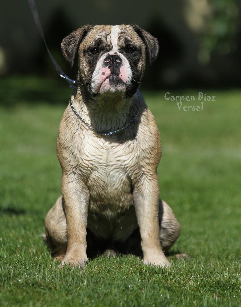 Carpen Diaz Versal | Olde English Bulldogge 