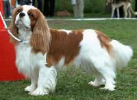 Pascavale louis | Cavalier King Charles Spaniel 