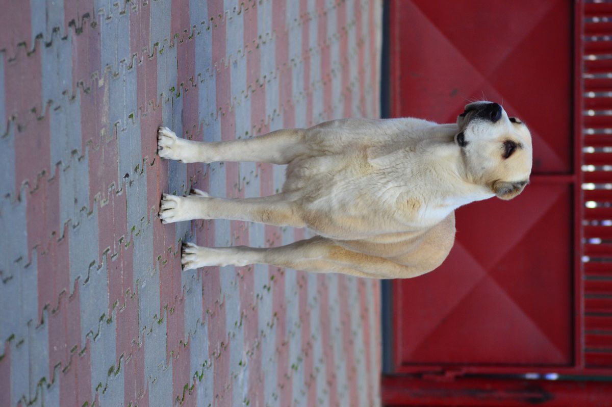 Saya de Mayasar | Central Asian Shepherd Dog 