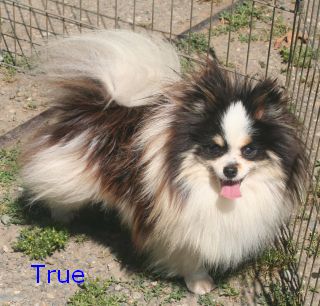 Sho-Win’s Tried-N-True | Pomeranian 