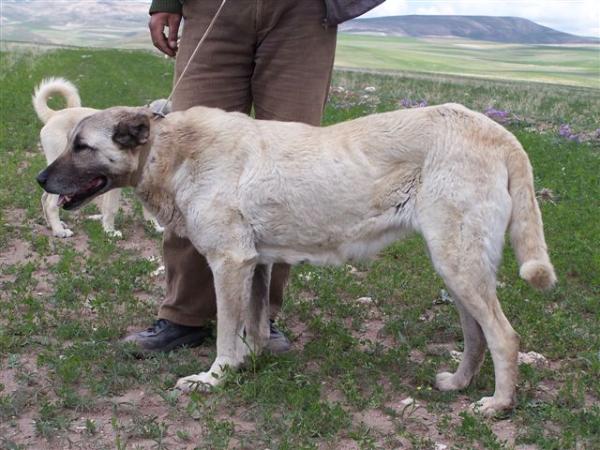 Mercan | Kangal 