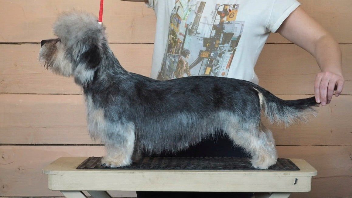 Sunny Magic AnnaLize | Dandie Dinmont Terrier 